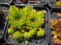 /album/fotogalerie-nabidka/sempervivum-rheinhard-jpg/